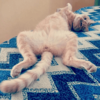 Грумер. Стрижка котів. 400грн. Виїзд на дом.