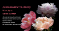 vlada isachenko - logo