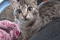 Котенок девочка в хорошие руки 2