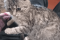 Котенок девочка в хорошие руки 3